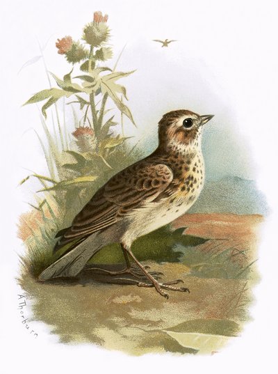 Cotovia de English School